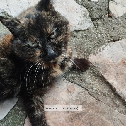 Photo 1/1 Chat trouvé Trouvé à Montpellier