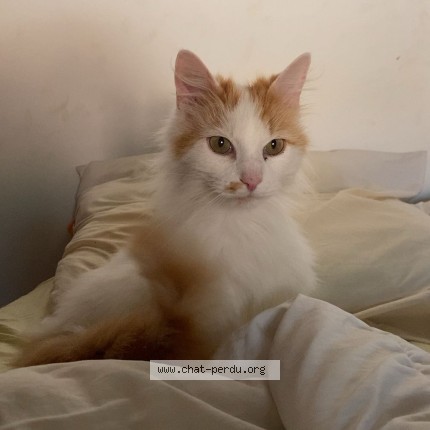 Photo de chat perdu à Saint Didier Sur Chalaronne