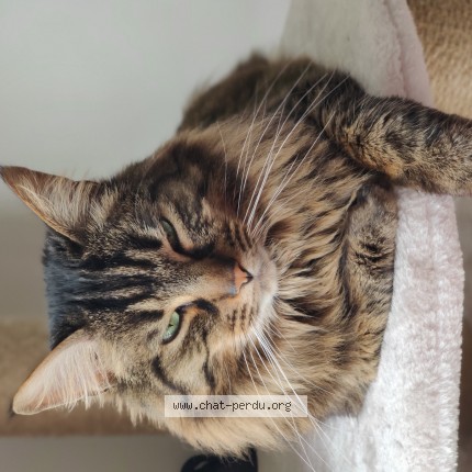 Photo de chat perdu à Crecy La Chapelle