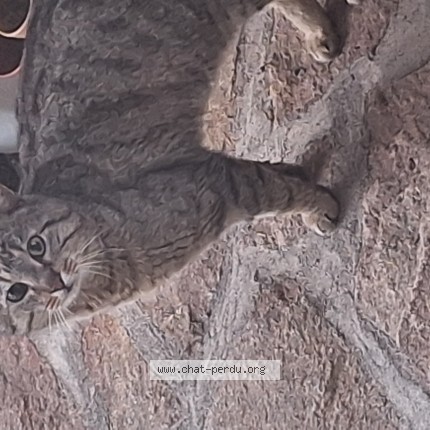 Photo de chat trouvé à Riom