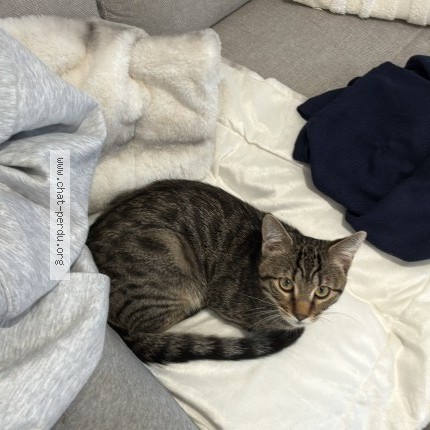 Photo de chat perdu à Pommeuse