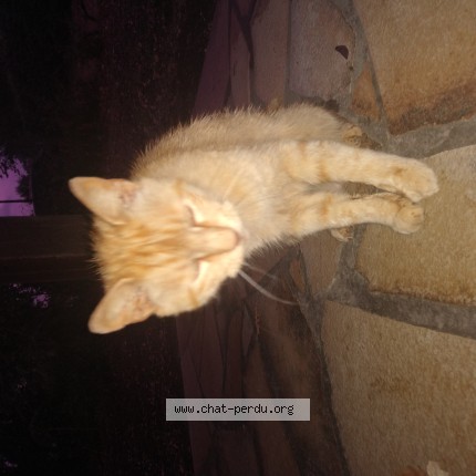 Photo de chat trouvé à Vieux Boucau