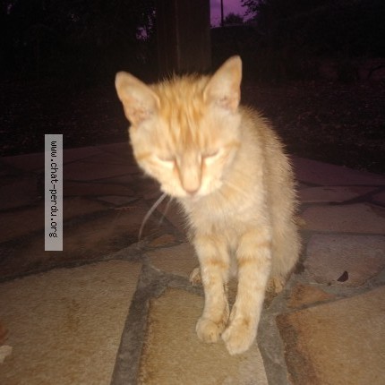 Photo 1/2 Chat trouvé Trouvé à Vieux Boucau