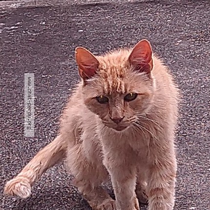 Photo 2/2 Chat trouvé Trouvé à Vieux Boucau