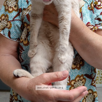 Photo de chat trouvé à Chatelaillon