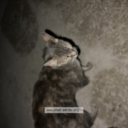 Photo 1/1 Chat trouvé Trouvé à Paris