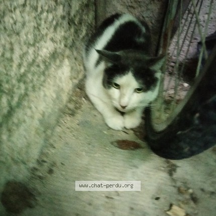 Photo de chat trouvé à Dinan
