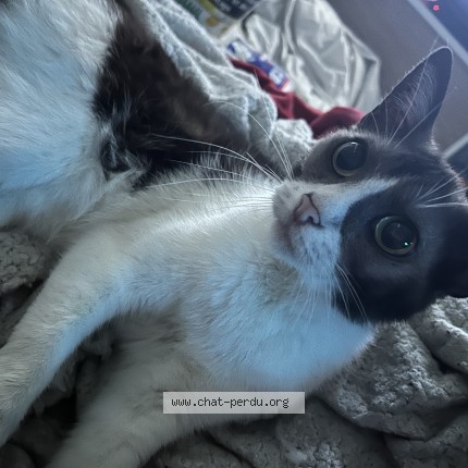 Photo de chat perdu à Hautot Sur Mer