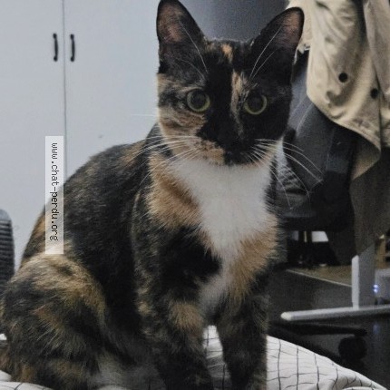 Photo 1/1 Alvida Chat perdu à Vaires Sur Marne