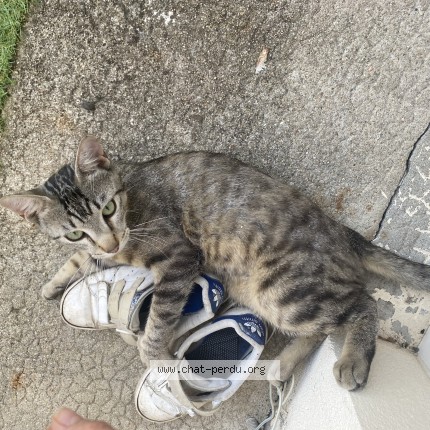 Photo de chat perdu à Angouleme