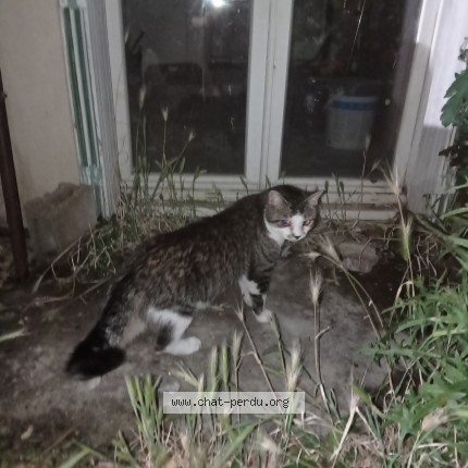 Photo 1/1 Chat trouvé Trouvé à Savigny Sous Malain