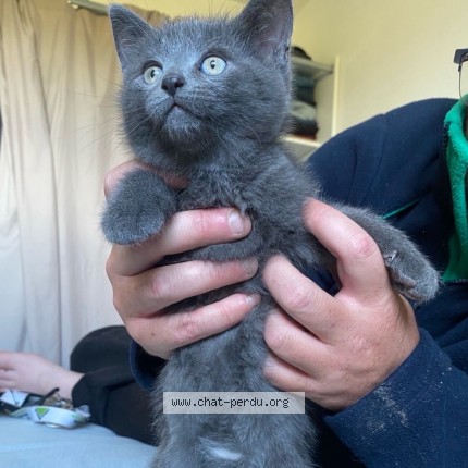 Photo 1/1 Karis Chat perdu à Chateaudun
