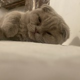 willow
