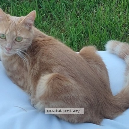 Photo de chat perdu à Chateaugiron