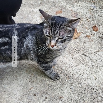 Photo de chat trouvé à Palaiseau