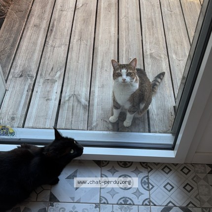Photo de chat trouvé à Noyal Chatillon