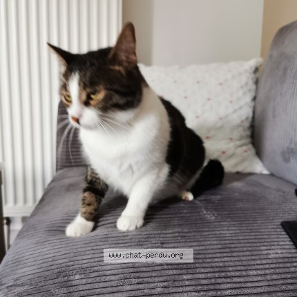 Photo de chat perdu à Niederhausbergen