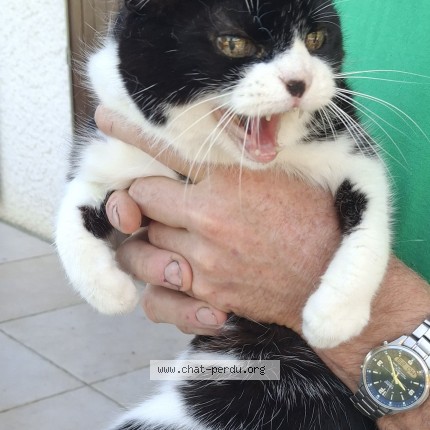 Photo 1/1 Chat trouvé Trouvé à Gresy Sur Aix