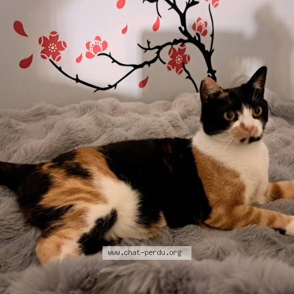 Photo 1/1 Chat retrouvé Perdu à Vitry Sur Seine