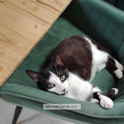 Photo 1/1 Maki Chat perdu à Le Mans