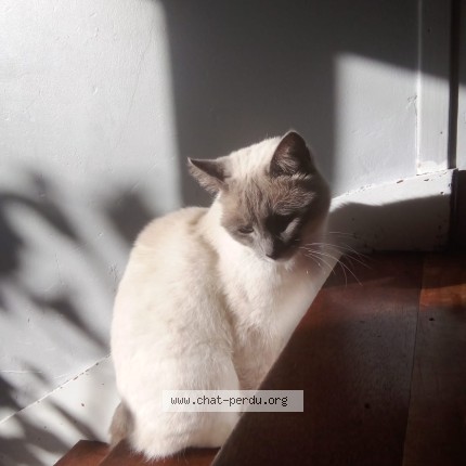 Photo 1/1 Frida Chat perdu à Pleudhien Sur Rance