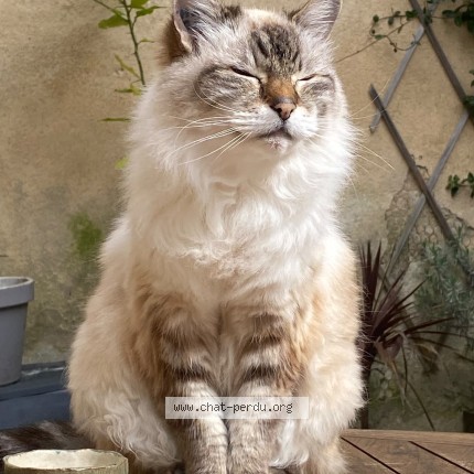 Photo de chat perdu à Bordeaux