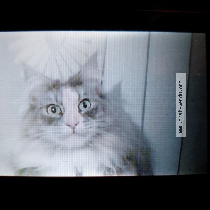 Photo de chat perdu à Colombier Fontaine