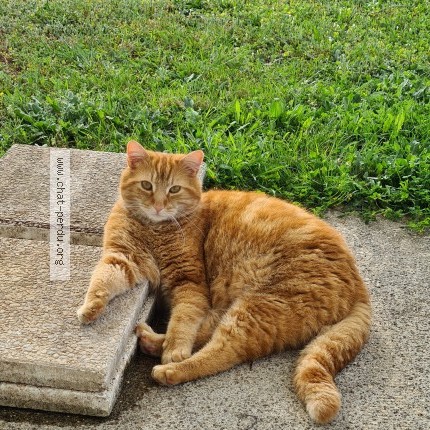 Photo de chat perdu à Abzac