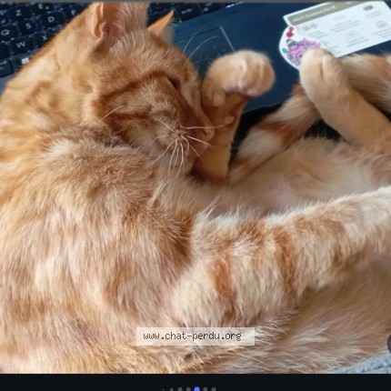 Photo de chat perdu à Angouleme