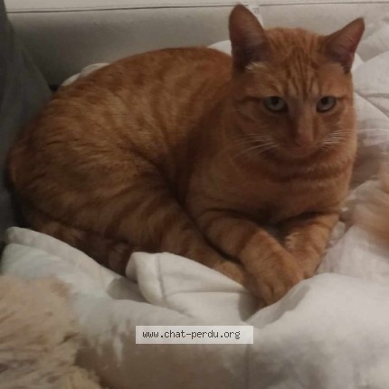 Photo de chat perdu à Beauvoir De Marc