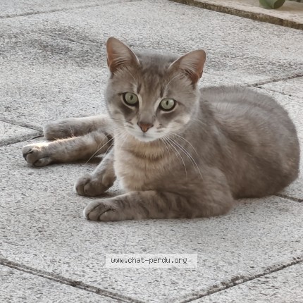 Photo 1/1 smoky Chat perdu à Valence