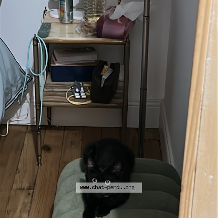 Photo 1/1 Chat trouvé Trouvé à Pau