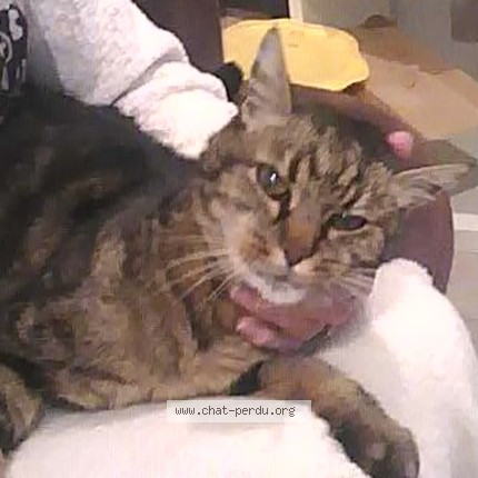 Photo de chat perdu à Beziers