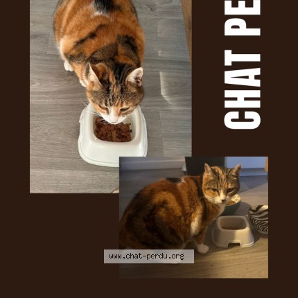 Photo de chat perdu à Paris