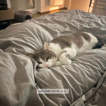 Photo de chat perdu à Chantilly