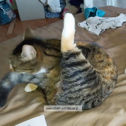 Photo 1/1 trésor Chat perdu à Montrevault Sur Evre
