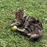 Titi