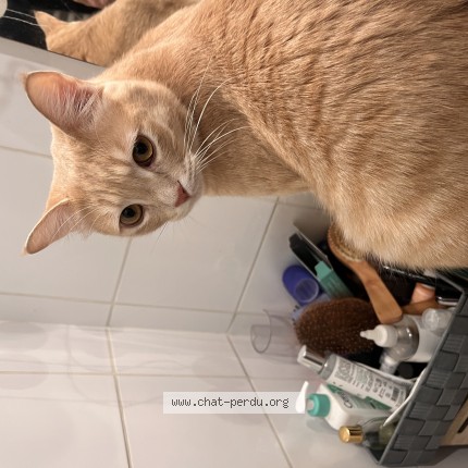 Photo de chat perdu à Pris