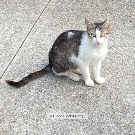 Photo de chat trouvé à Rennes