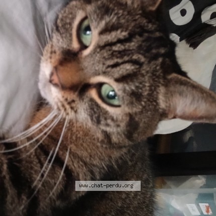 Photo de chat perdu à Dourges