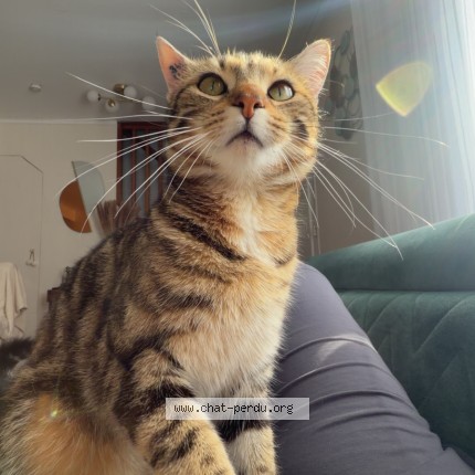 Photo de chat perdu à Vendenheim