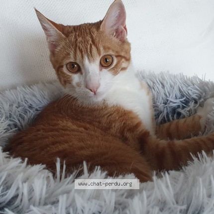 Photo 1/1 Chat retrouvé Perdu à Preverenges