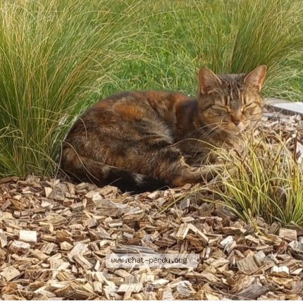 Photo 1/1 Praline Chat perdu à Villieu