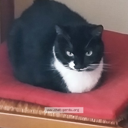 Photo de chat perdu à Brest