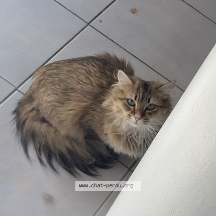 Photo de chat perdu à Beziers