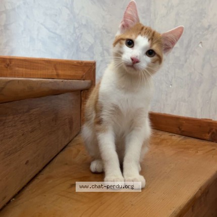 Photo de chat perdu à Gonesse
