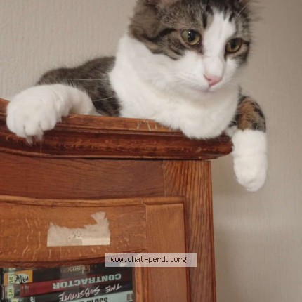 Photo 2/3 aslan Chat perdu à Epinal