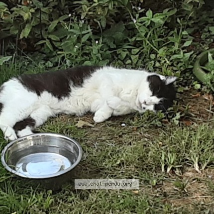 Photo de chat perdu à Le Havre Sanvic