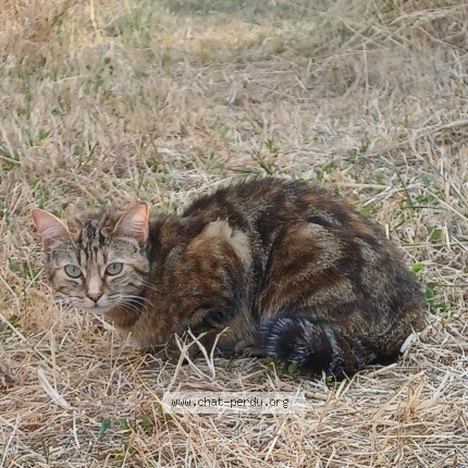 Photo 1/1 Chat trouvé Trouvé à Bernay Saint Martin