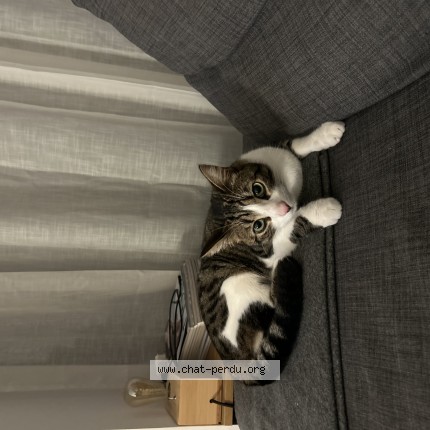 Photo de chat perdu à Nantes